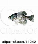 Image result for Crappie Fish Clip Art