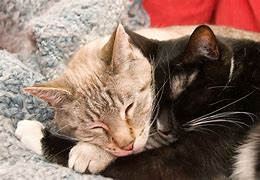 Image result for Cat Couple Cuddling