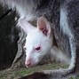 Image result for Cool Albino Animals