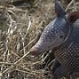 Image result for Christmas Armadilla