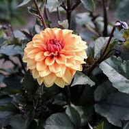 Image result for Dahlia David Howard