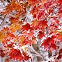 Image result for Purple Fall Background