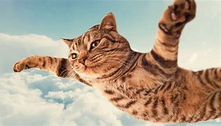 Image result for 3D Cat Funny Wallpaper