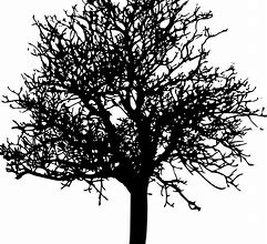 Image result for Black and White Tree Silhouette