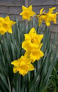 Image result for Public Domain Image of Spring Flowers with White Background