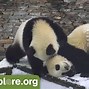 Image result for Giant Panda Standing