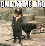 Image result for Mean Bear Meme