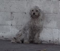 Image result for Stray Poodle