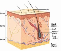 Image result for Schema De Peau