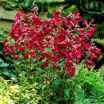 Image result for Penstemon Rich Ruby