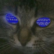 Image result for Cat with a Button Meme