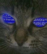Image result for Enemy Cat Meme