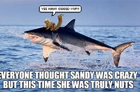 Image result for Shark Week Period Meme