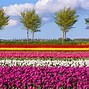 Image result for Netherlands Months and Seasons