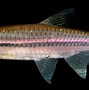 Image result for Cyprinid Fish