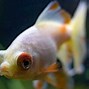 Image result for My Eyes Fish