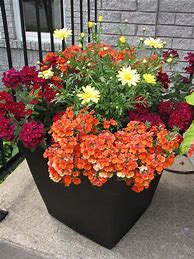 Image result for Annual Flower Pot Ideas