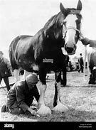 Image result for Black Clydesdale Yearlings