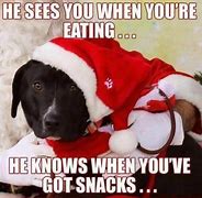 Image result for Happy Holidays Dog Meme