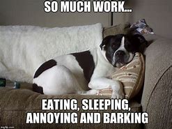 Image result for Dog Working Meme