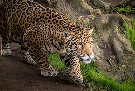 Image result for Jaguars Wallpaper 1080P