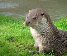 Image result for Otter Case