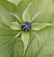 Image result for Paris quadrifolia