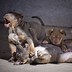 Image result for Pitbull Mixed with XL Bully Wight POWs Puppy