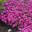 Image result for Dianthus Pudsey Prize