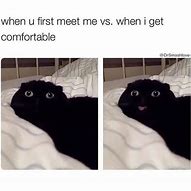 Image result for Sunday Funny Cat Memes
