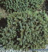 Image result for Picea glauca Echiniformis