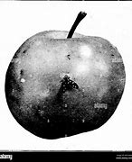 Image result for Apple Tree Pests