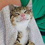 Image result for Happy Cat Pictures