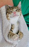 Image result for A Cat Smiling