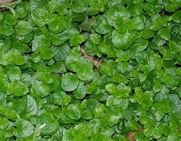Image result for Ground Cover Flats