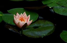 Image result for Lily Pad Wallpaper 4K