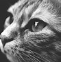 Image result for Black and White Cat Animal Faces