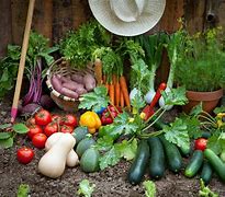 Image result for Grow Your Own Vegetables