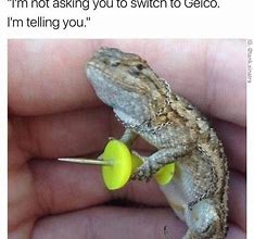 Image result for lizards meme