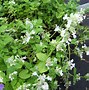 Image result for Nepeta faassenii (x) Walkers Low