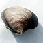 Image result for Ocean Quahog Alive
