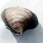 Image result for What Year Was Ocean Quahog