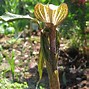 Image result for Arisaema nepentoides