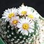 Image result for Desert Cactus Flowers