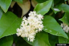 Image result for Climbing Hydrangea