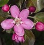 Image result for Red Apple Blossom