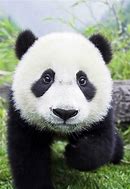 Image result for Cute Baby Panda Bear