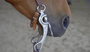 Image result for Types of Horse Bits Explained