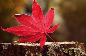 Image result for High Res Nature Images