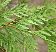 Image result for Western Red Cedar Leaf